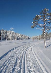 Sörskog februari 2012