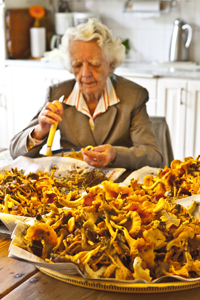 Kantareller