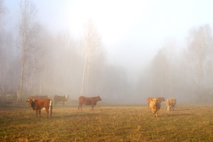 Cows grazing