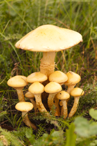 A fungal family