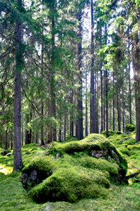 S-Granskog-med-sten.jpg